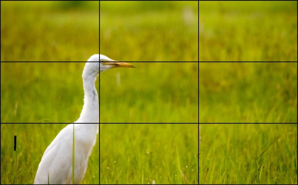 White egret in a grass field, positioned on the left third of the frame to illustrate the rule of thirds